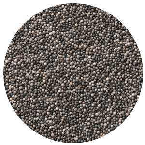 Seeds